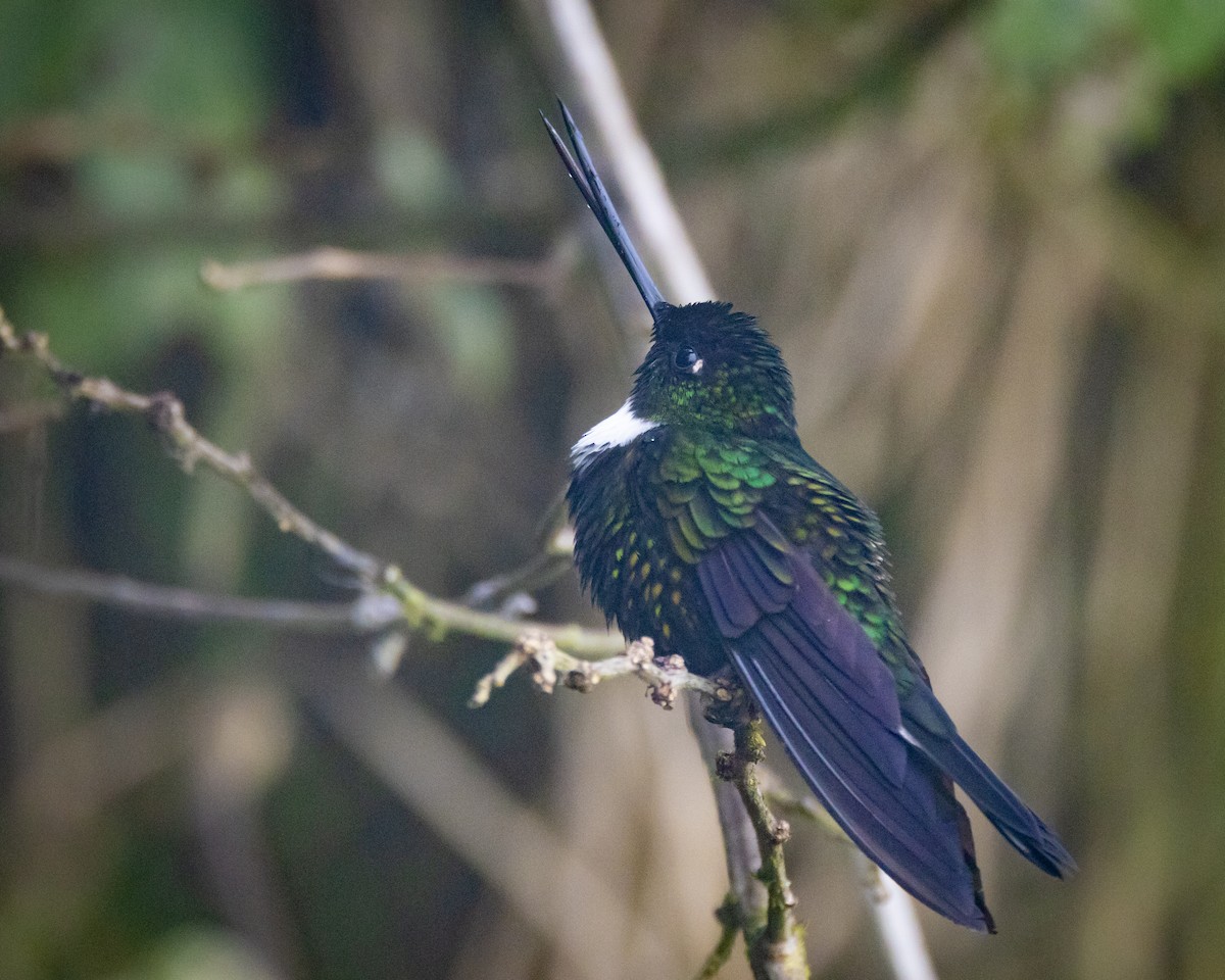 Collared Inca - ML516830851