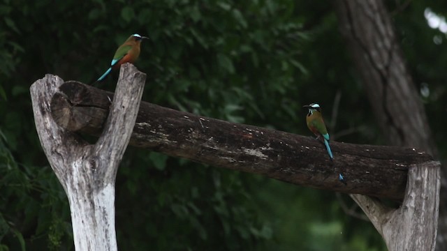 Turquoise-browed Motmot - ML516831