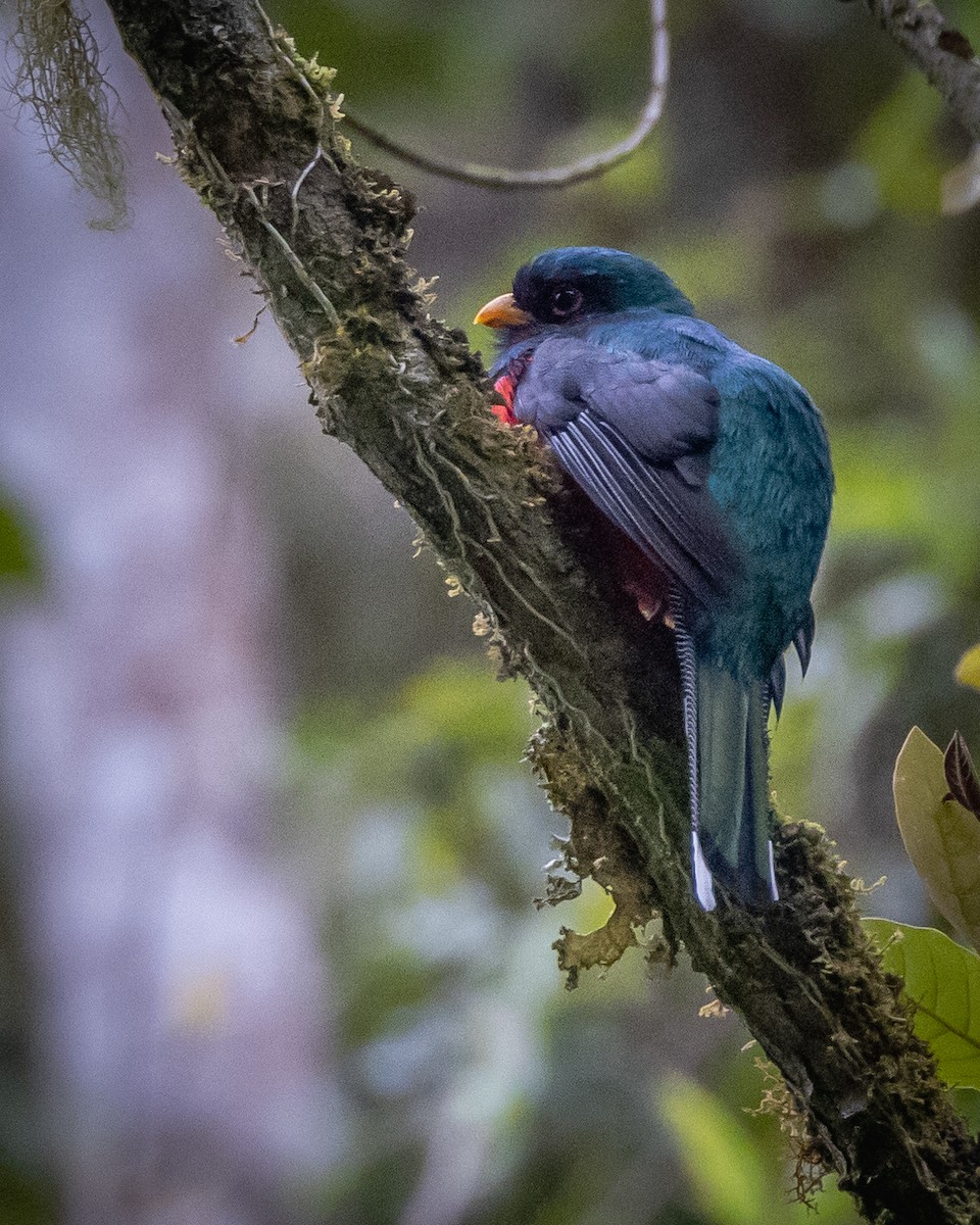 Masked Trogon - ML516831001