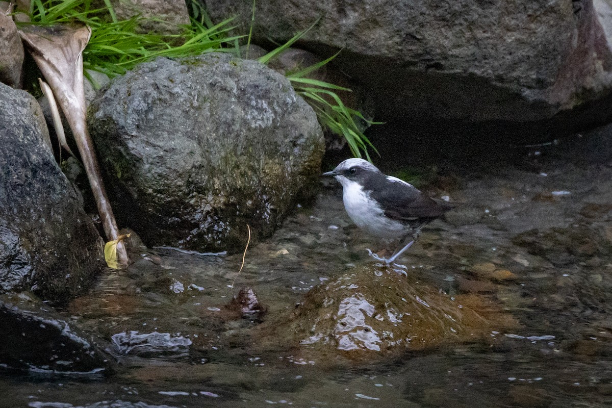 White-capped Dipper - ML516831121