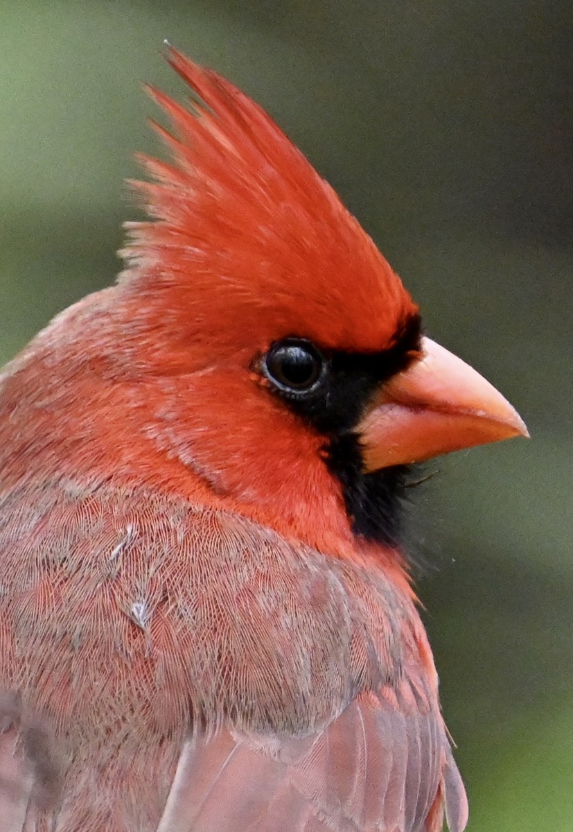 Northern Cardinal - ML516831711