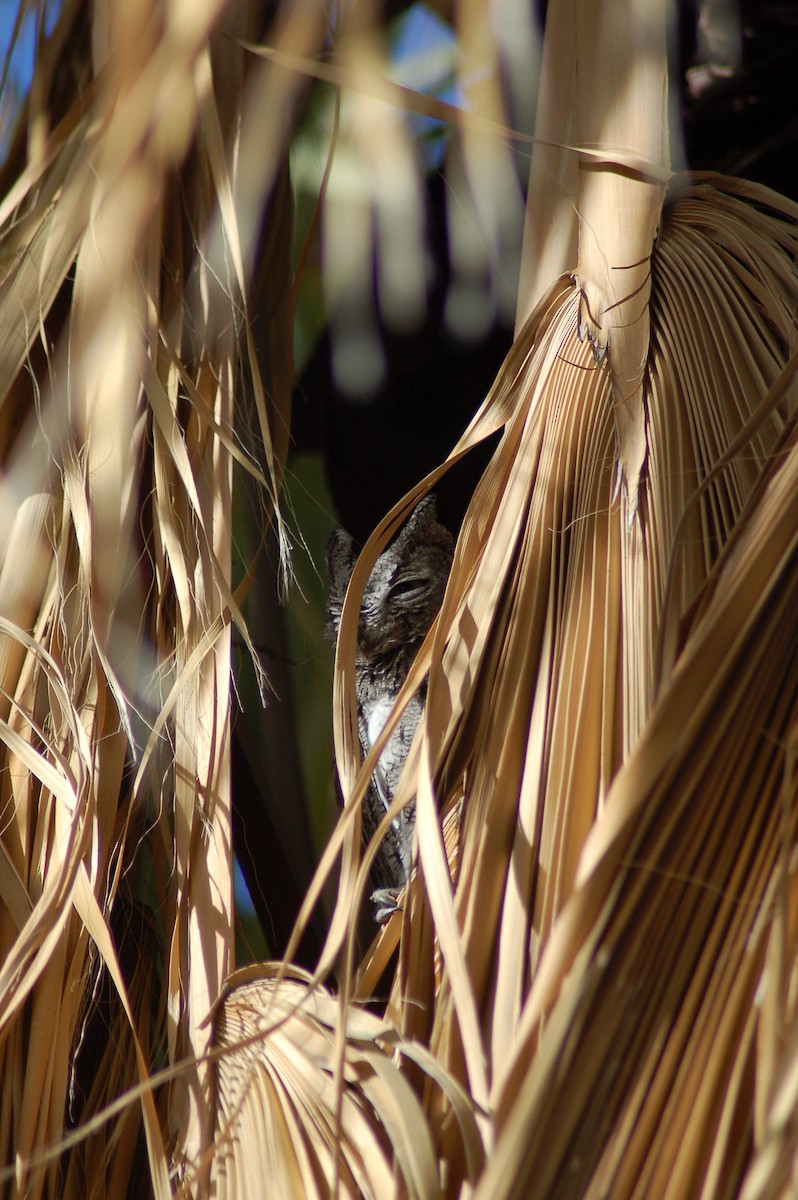 Western Screech-Owl - ML516832851