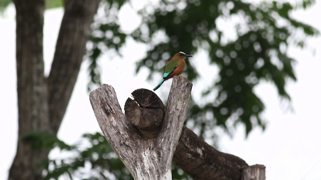 Motmot à sourcils bleus - ML516833