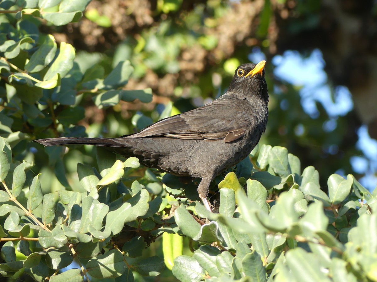 Eurasian Blackbird - ML516833261