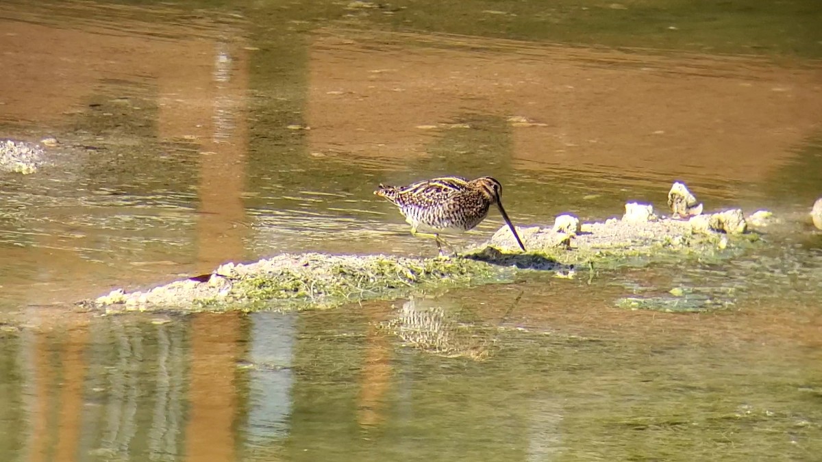 Wilson's Snipe - ML516833801