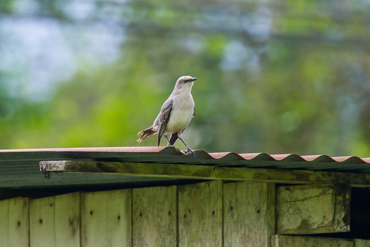 Tropical Mockingbird - ML516833961