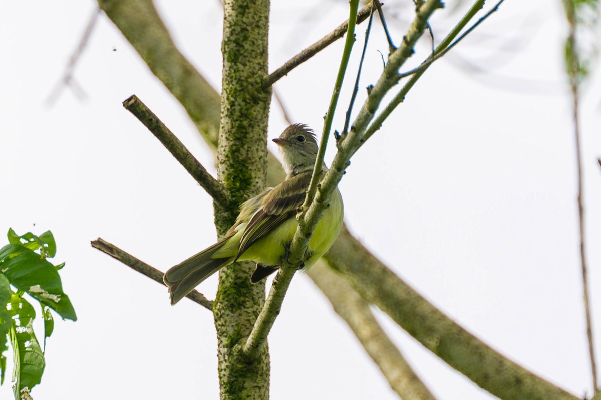 Yellow-bellied Elaenia - ML516834181