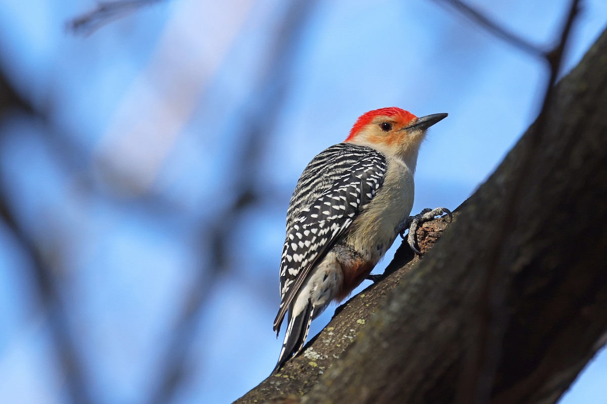 Red-bellied Woodpecker - ML516835661