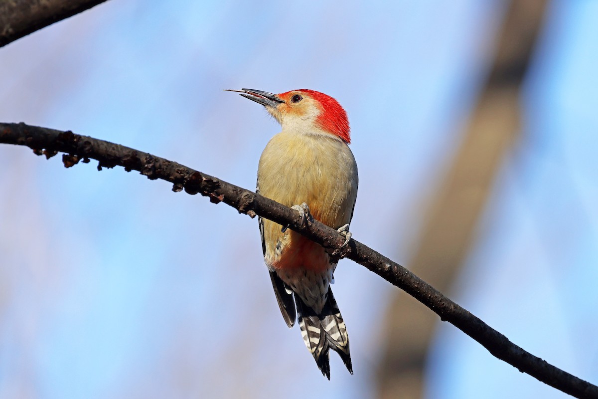 Red-bellied Woodpecker - ML516835671
