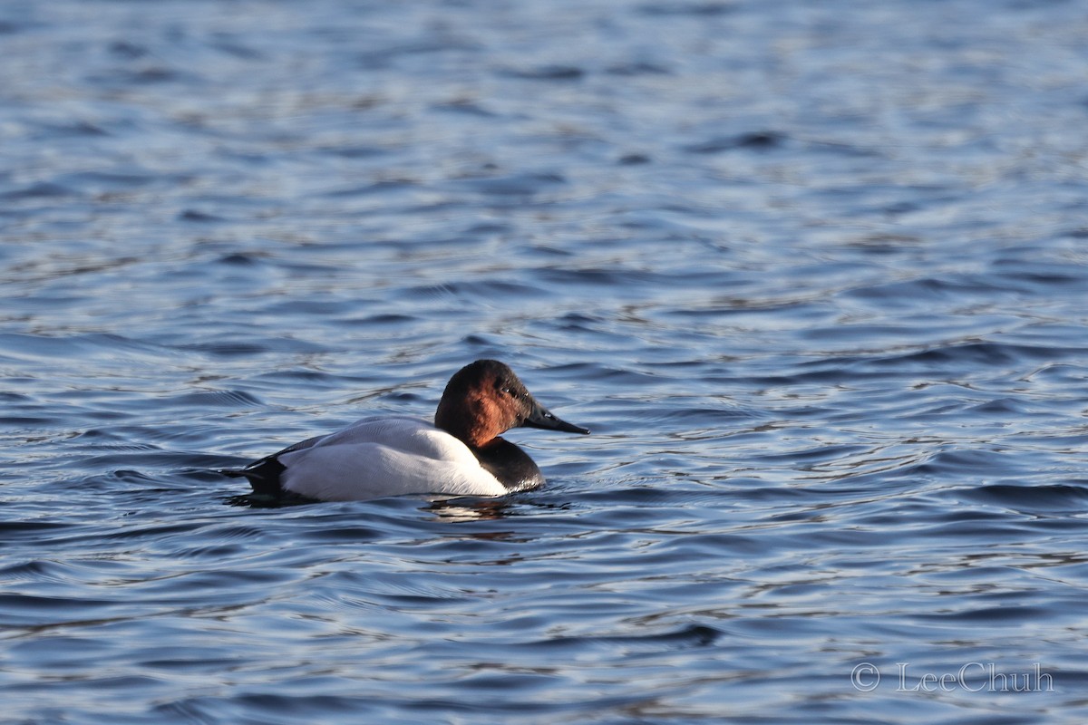 Canvasback - ML516835951