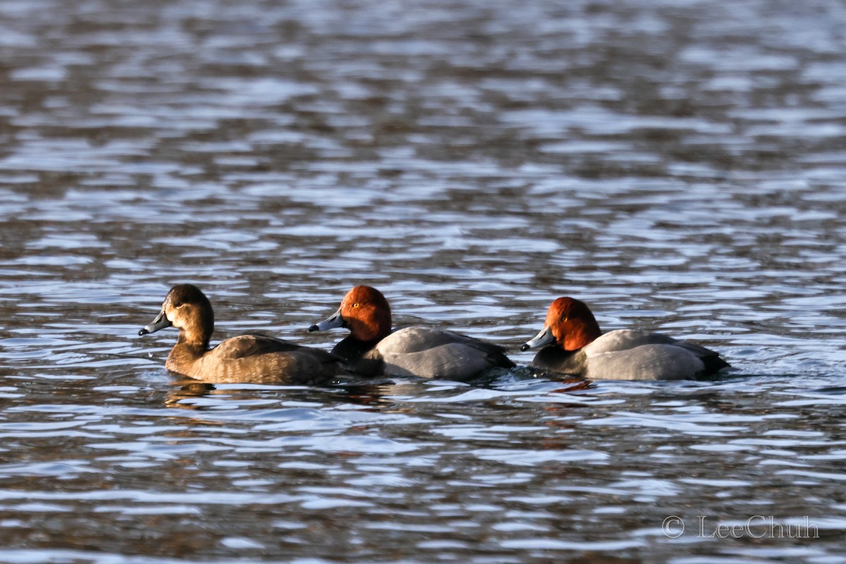 Redhead - ML516835981