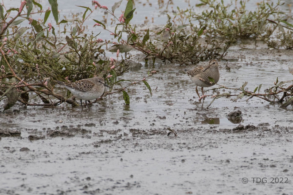 White-rumped Sandpiper - ML516836871