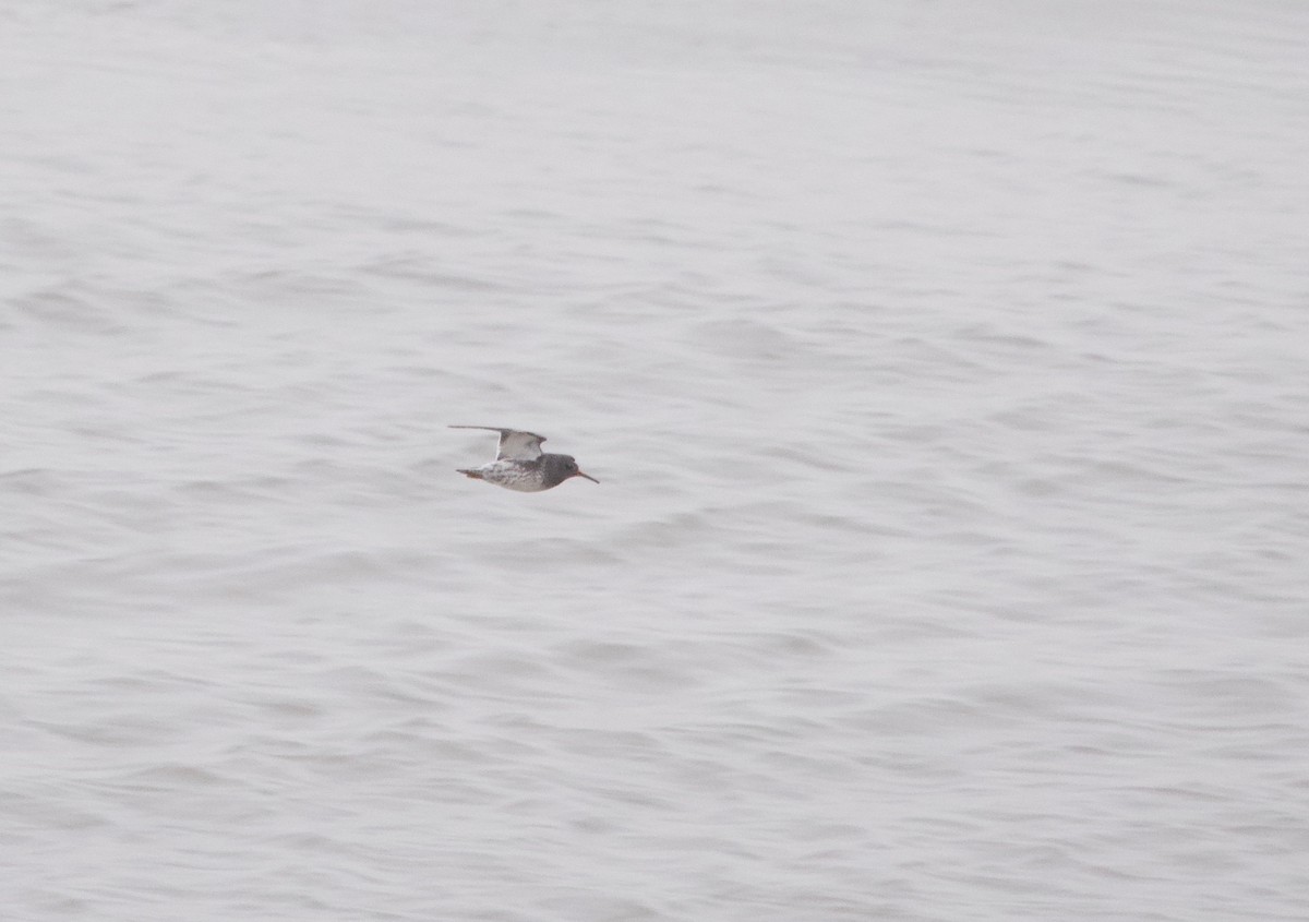 Purple Sandpiper - Gautam Apte