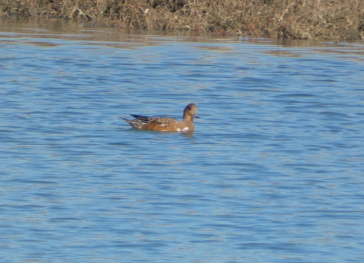 Eurasian Wigeon - ML516837861