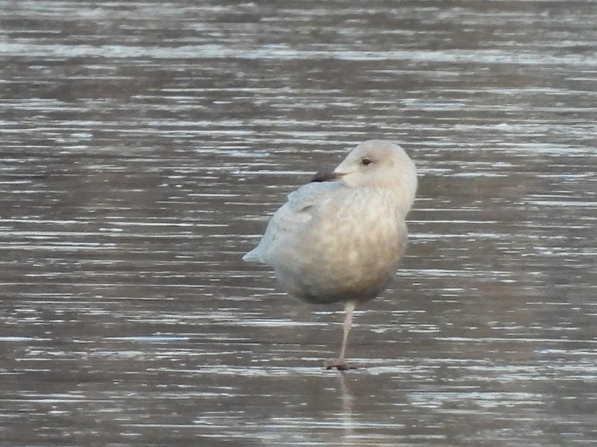 Iceland Gull - Jeff Fengler