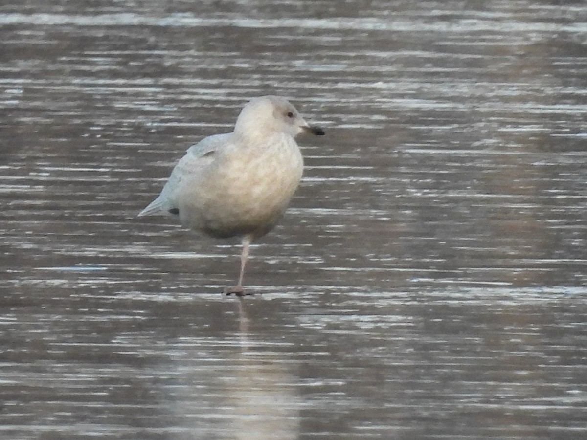 Gaviota Groenlandesa - ML516837881