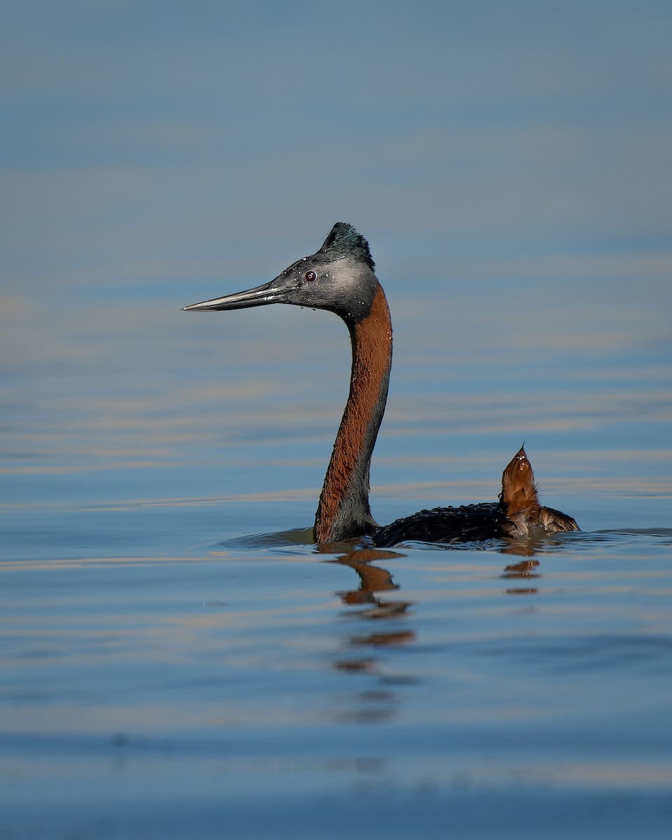 Great Grebe - ML516838111