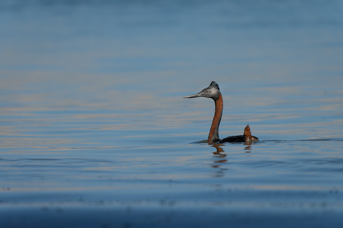 Great Grebe - ML516838121