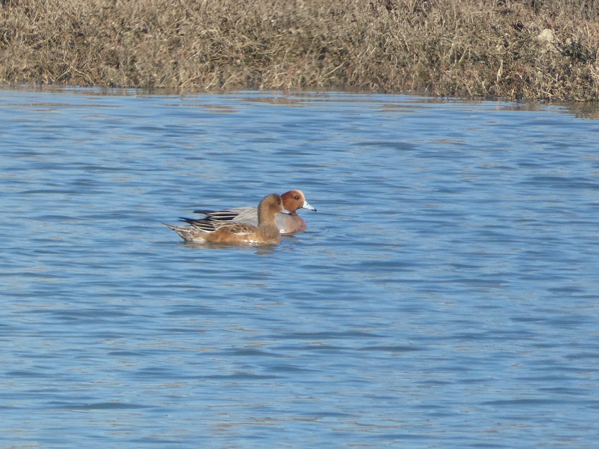 Eurasian Wigeon - ML516838401