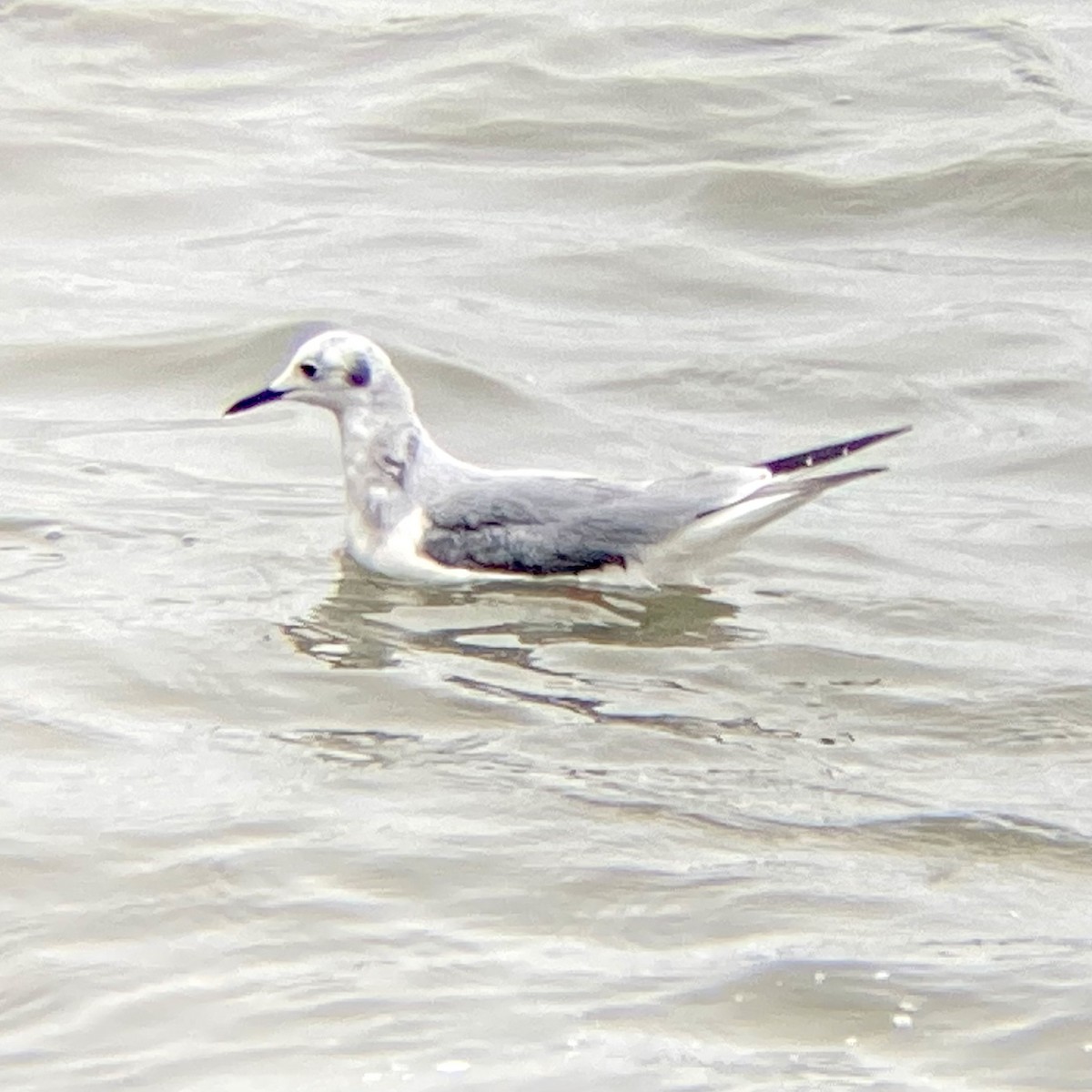 Bonaparte's Gull - ML516841711