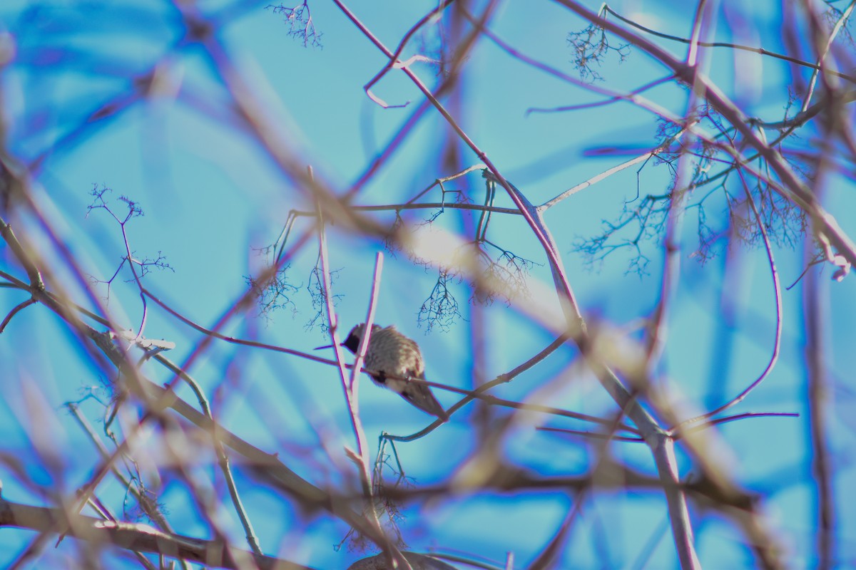 Anna's Hummingbird - ML516841921