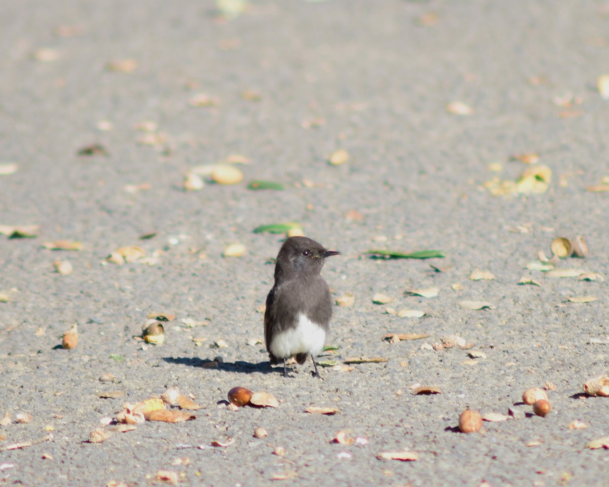 Black Phoebe - ML516842241