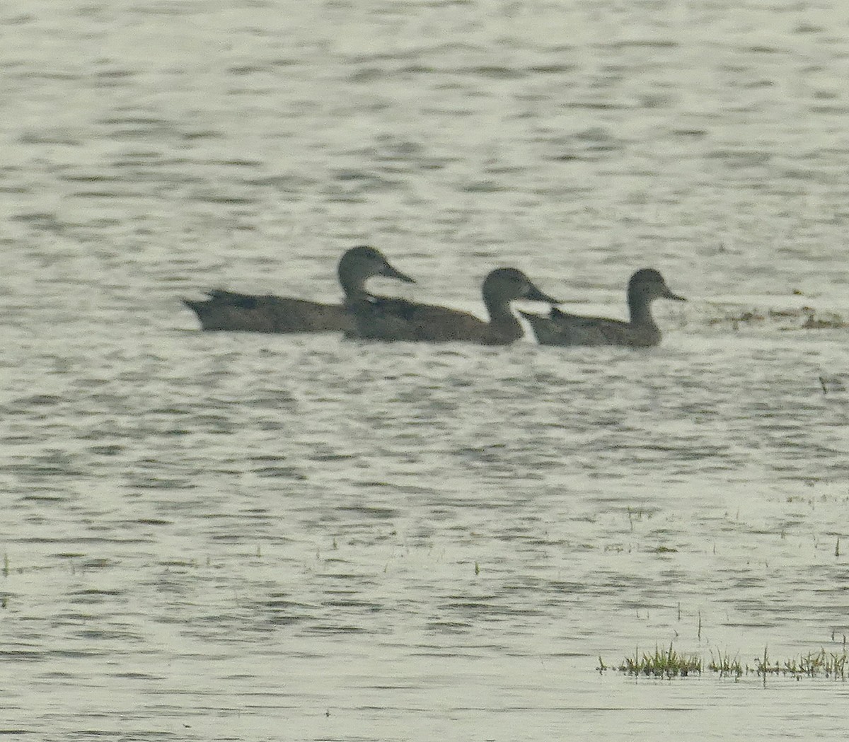 Green-winged Teal - ML516842971