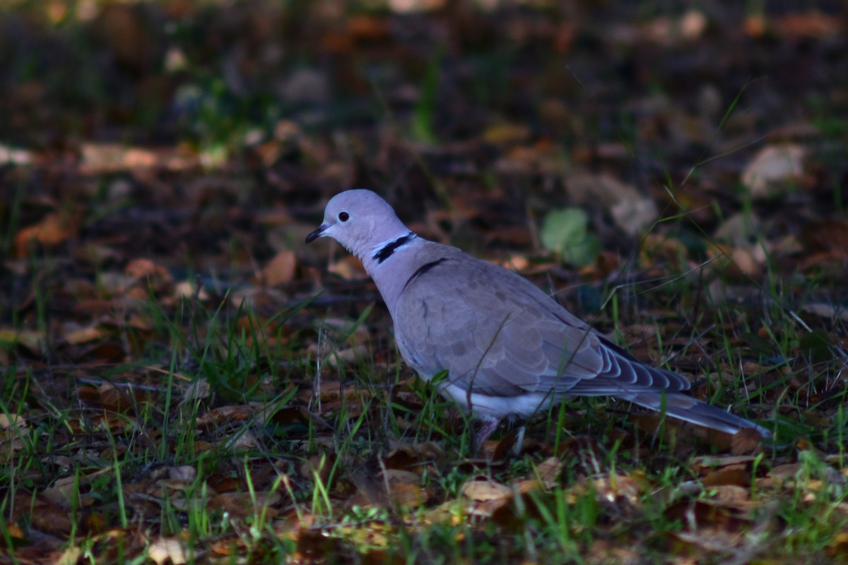 Eurasian Collared-Dove - ML516843071