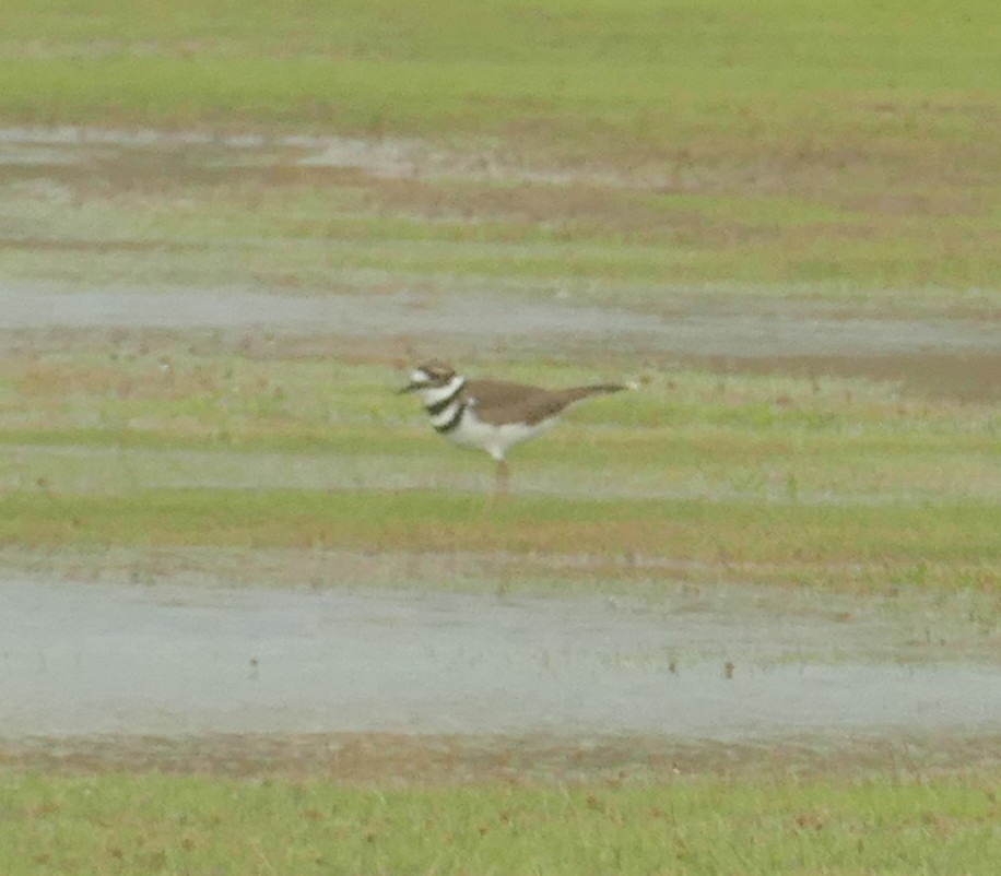 Killdeer - ML516843351