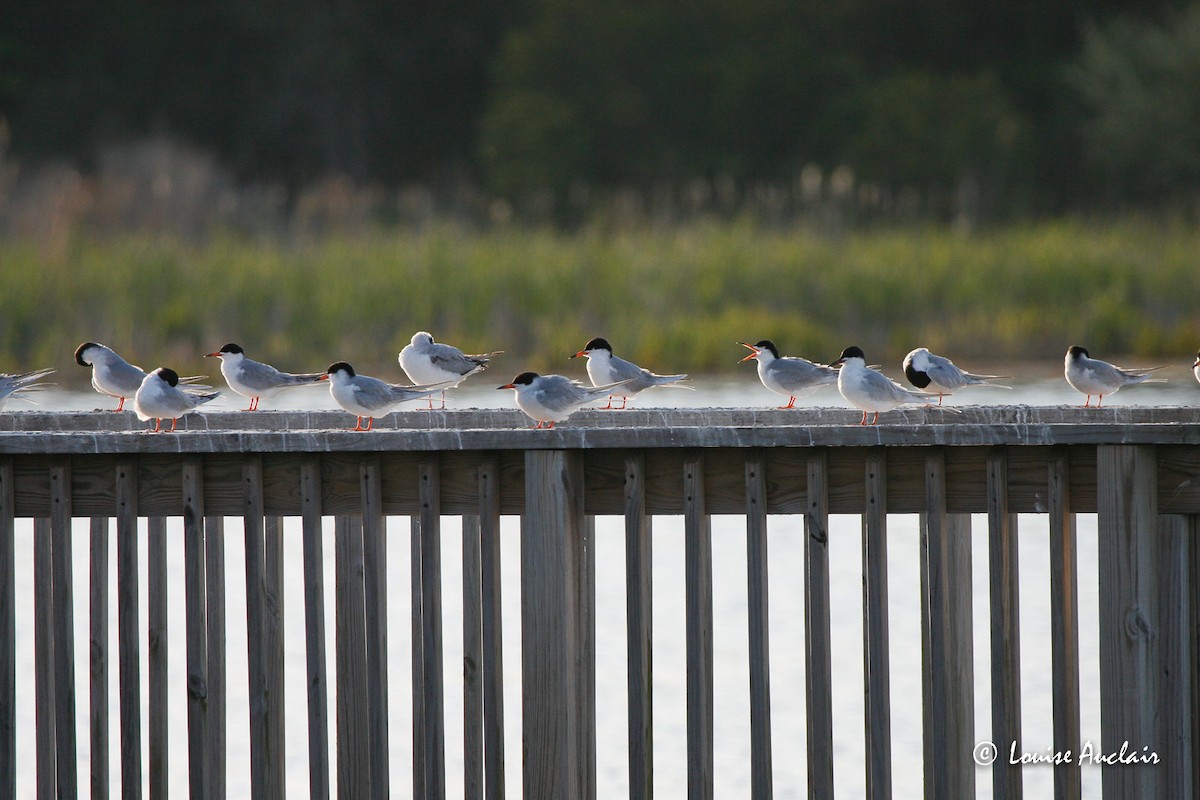 Forster's Tern - ML516843691