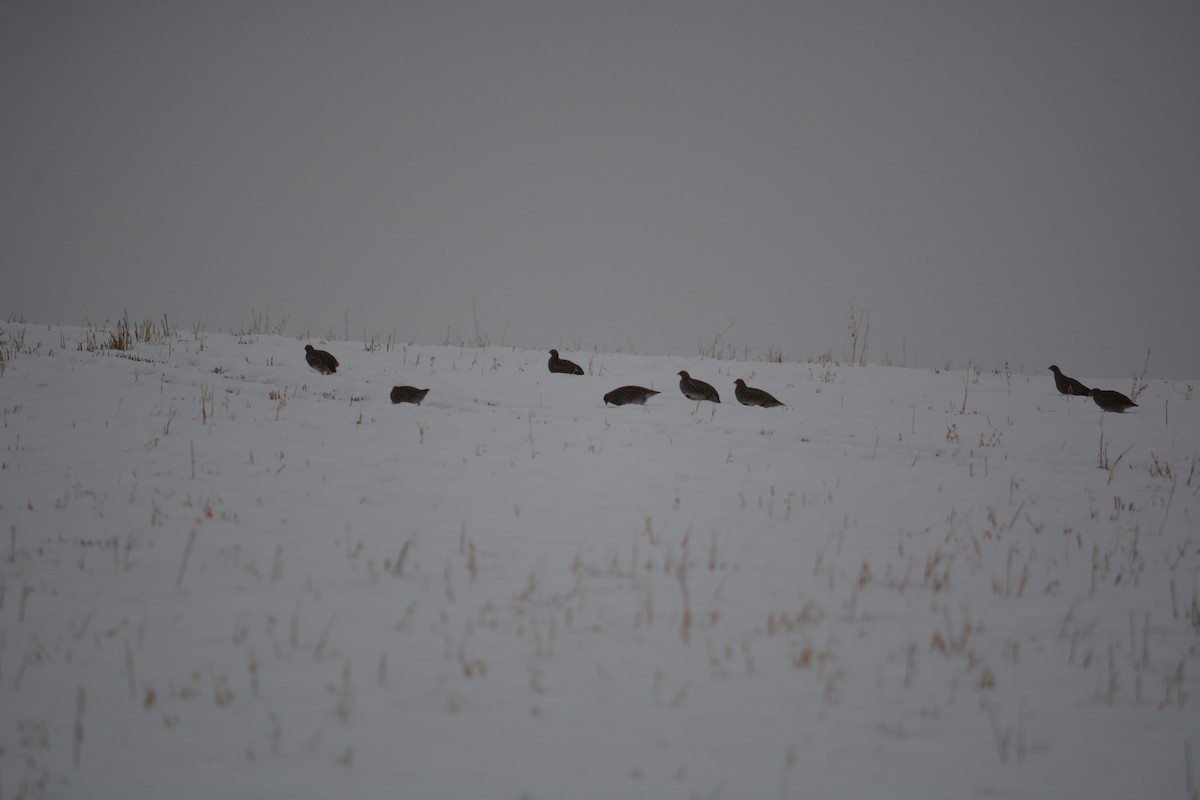 Gray Partridge - ML516844091