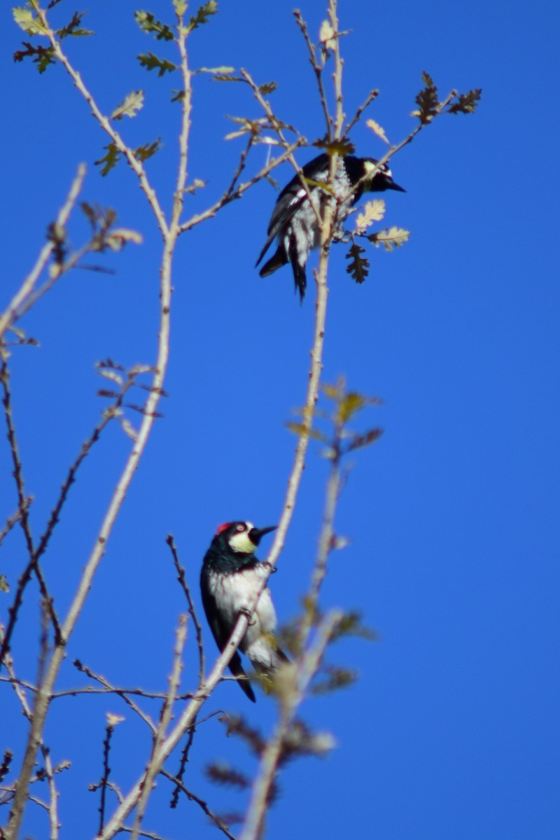 Acorn Woodpecker - ML516844231