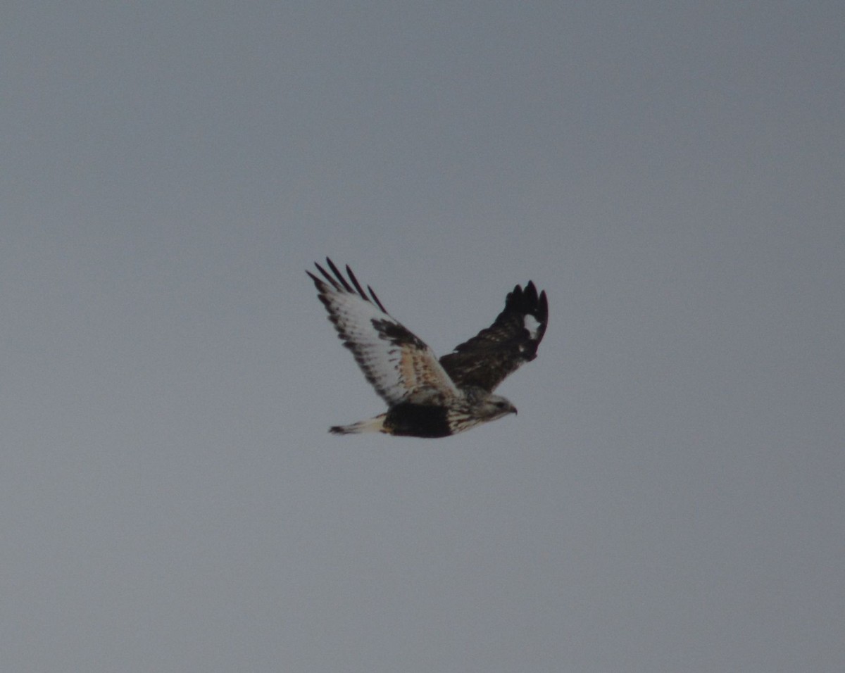 Rough-legged Hawk - ML516844251