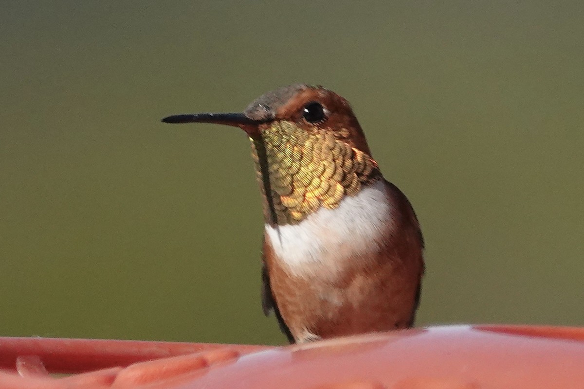 Rufous Hummingbird - Andy & Ellen Filtness