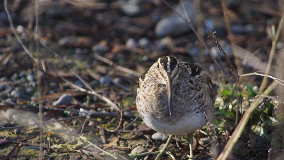 Wilson's Snipe - ML516845861