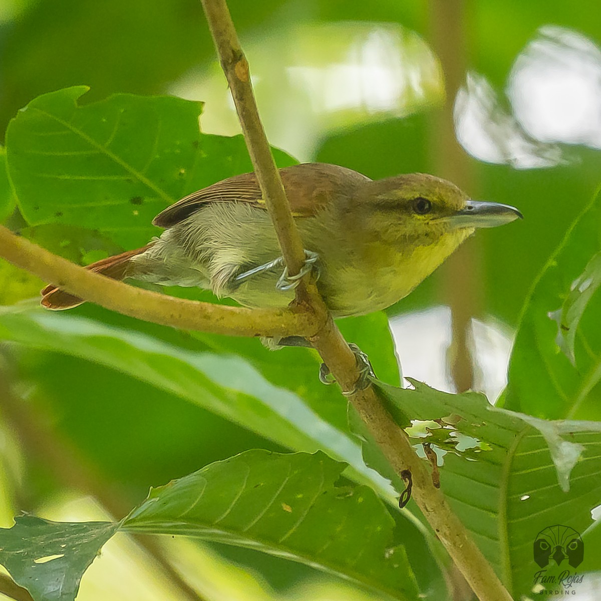 Russet Antshrike - ML516846431