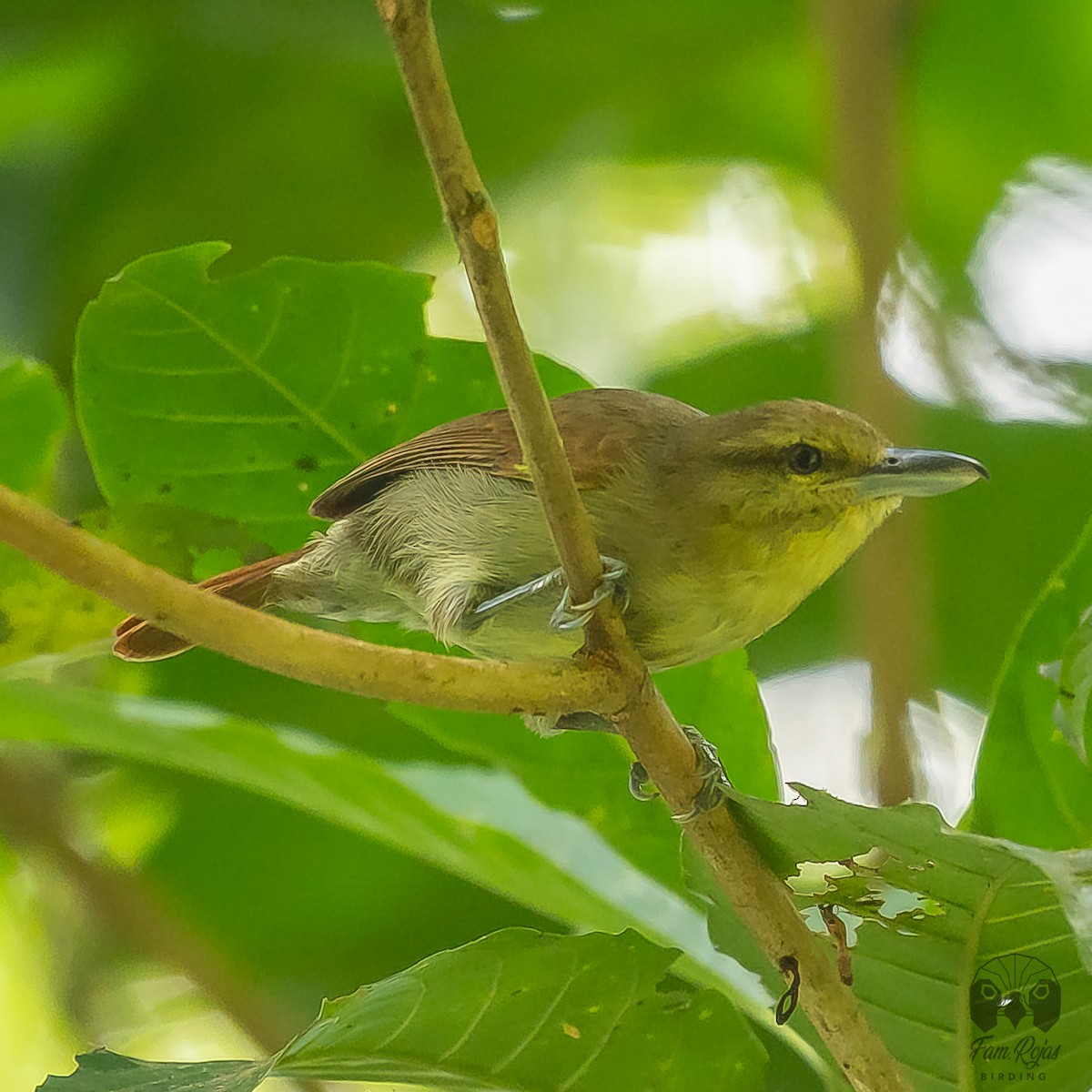 Russet Antshrike - ML516846451