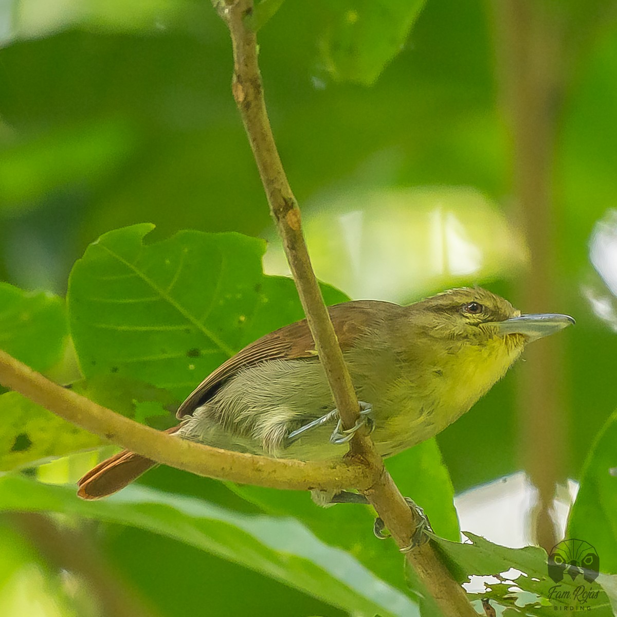 Russet Antshrike - ML516846461