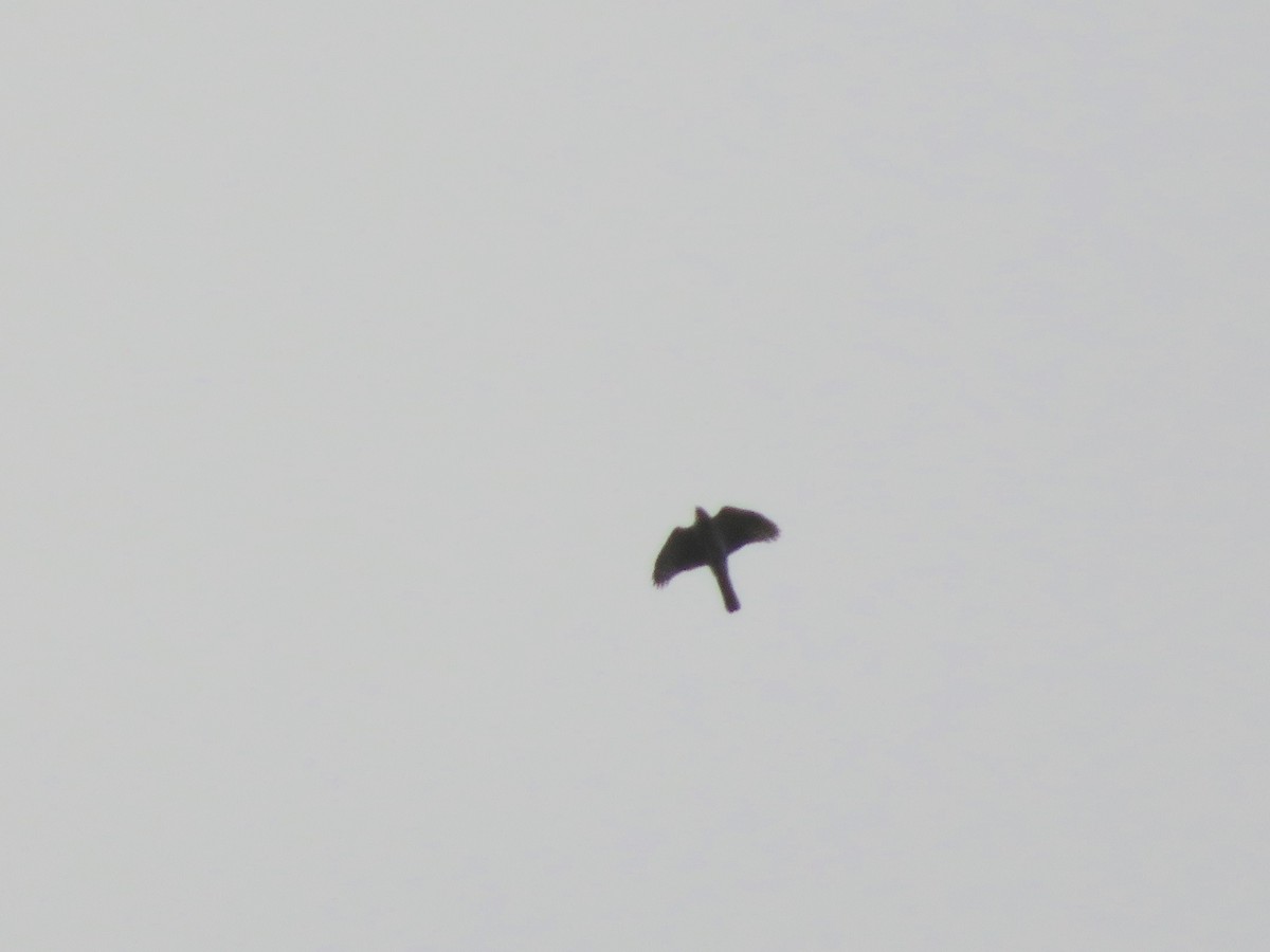 Sharp-shinned Hawk - ML51684791