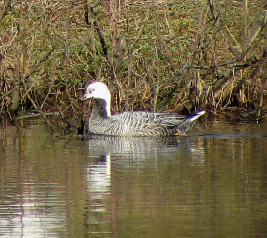 Emperor Goose - Diane Pettey