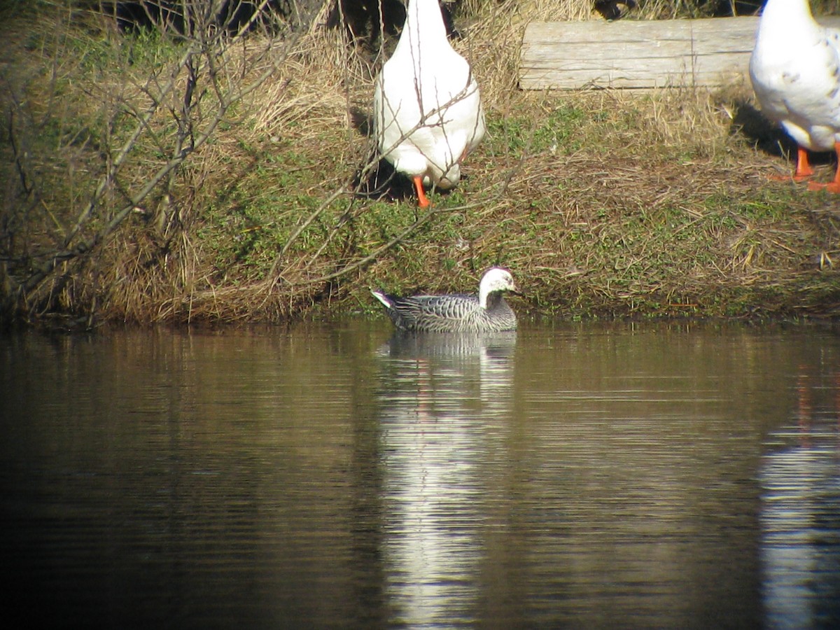 Emperor Goose - Diane Pettey