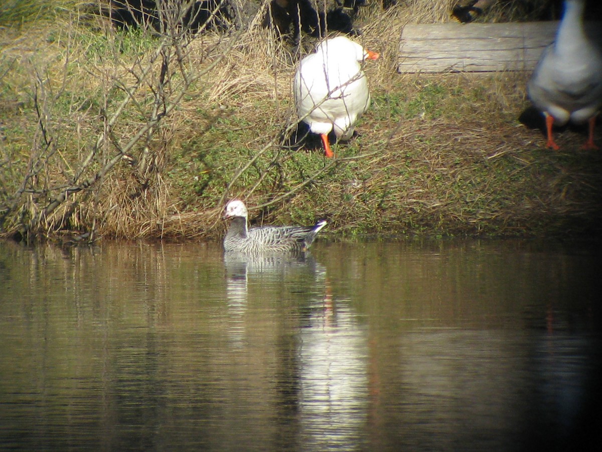 Emperor Goose - ML516849061