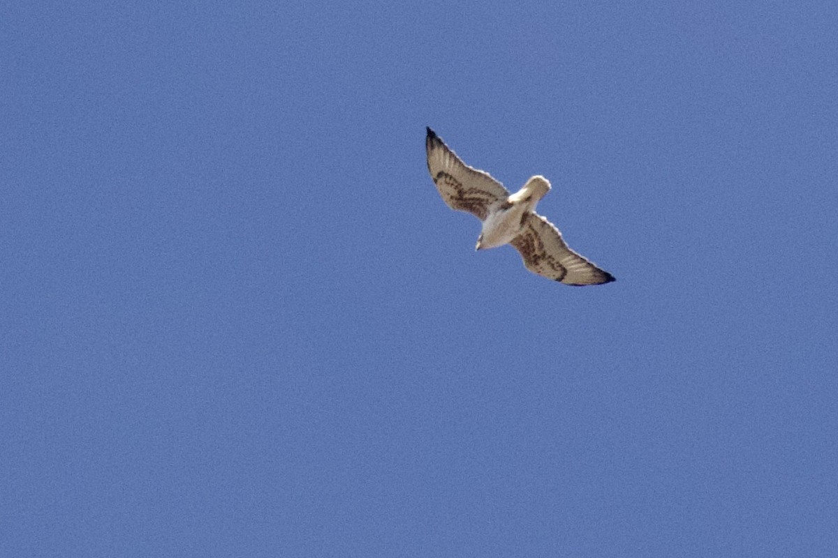 Ferruginous Hawk - ML516849251