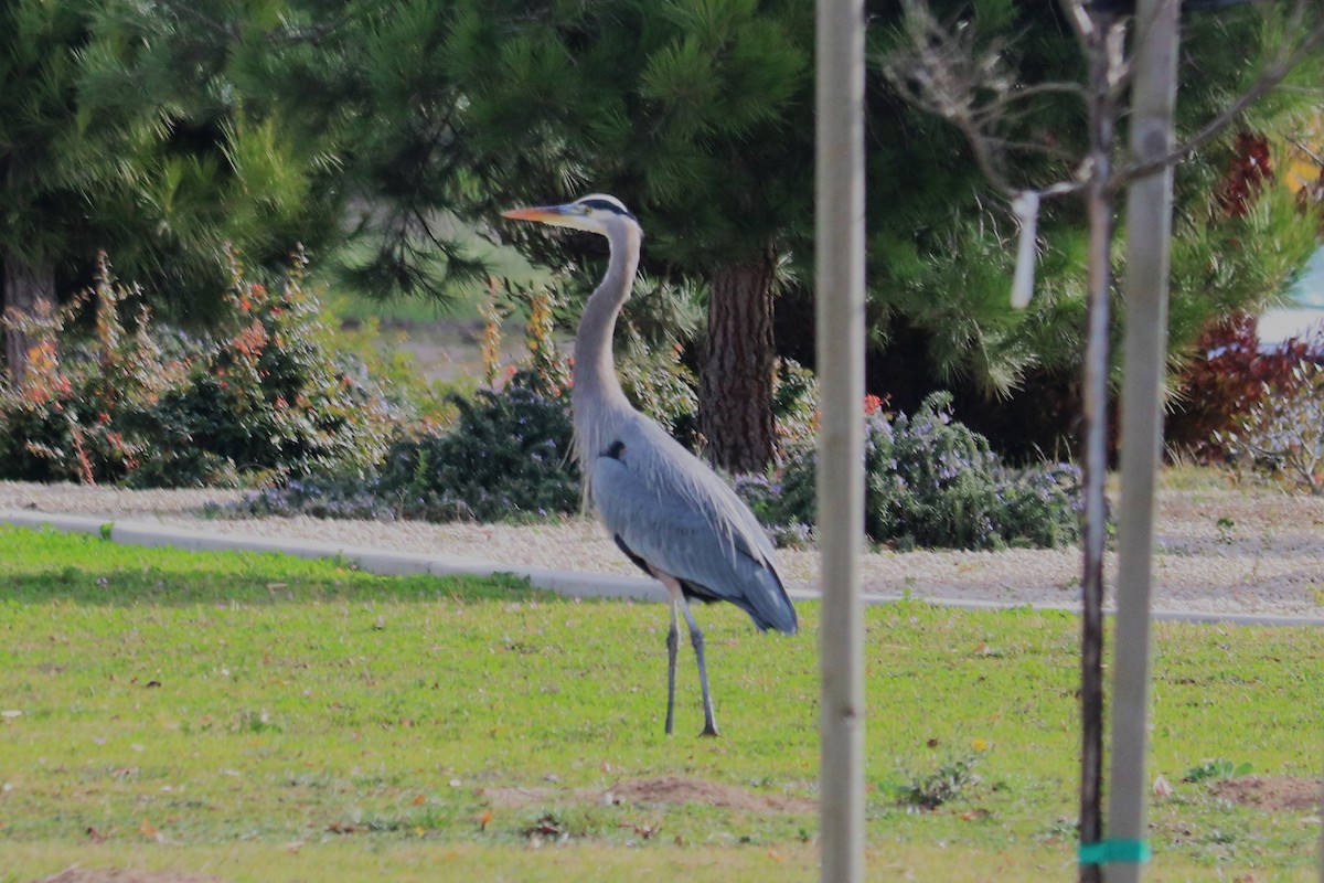 Great Blue Heron - Bernice Hilton