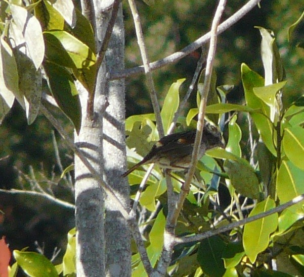 Swamp Sparrow - ML516849811