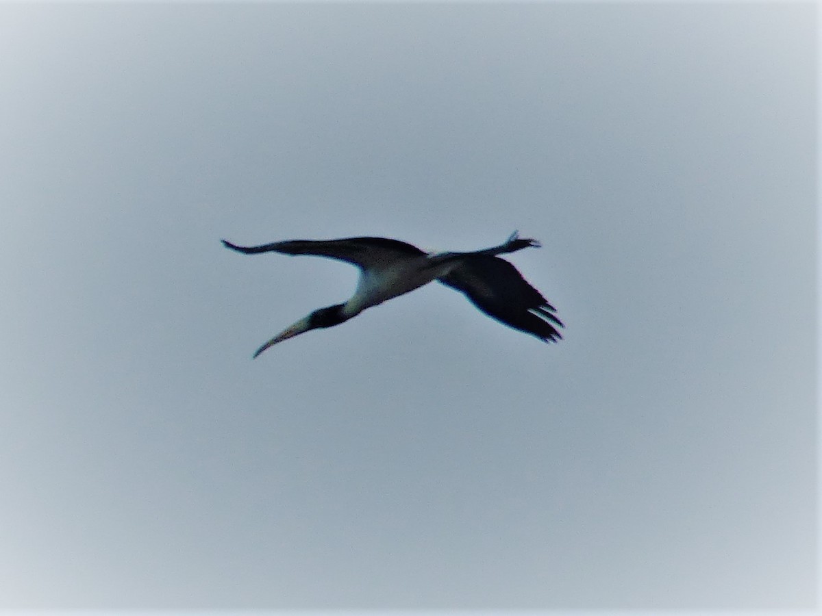 Wood Stork - carla clayton-lizana