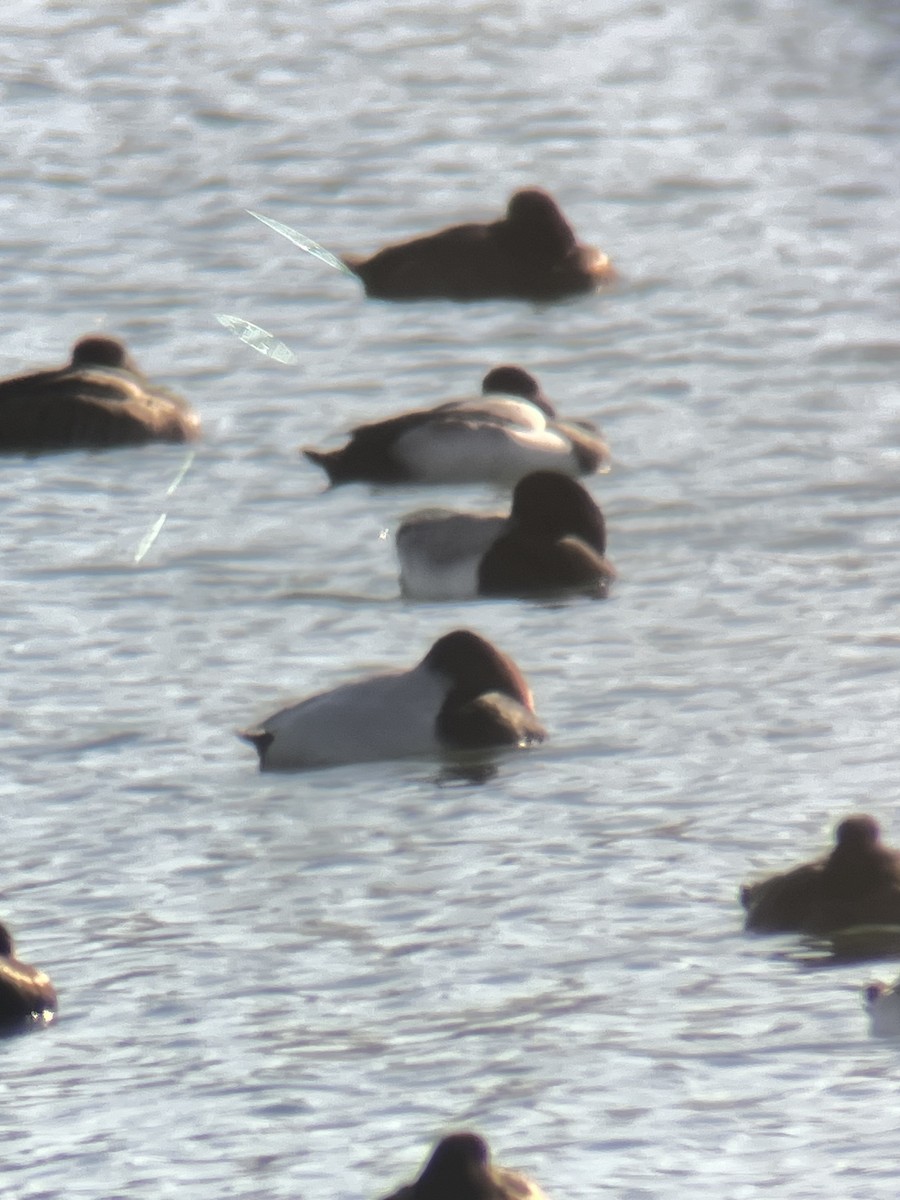 Canvasback - ML516851291