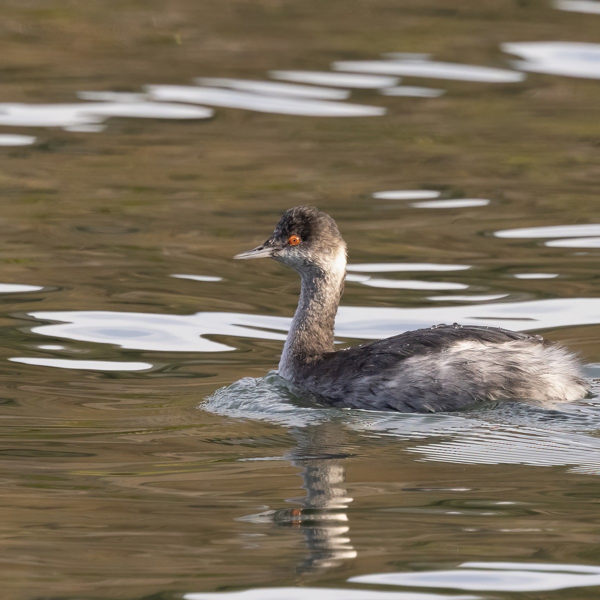 Eared Grebe - ML516851501