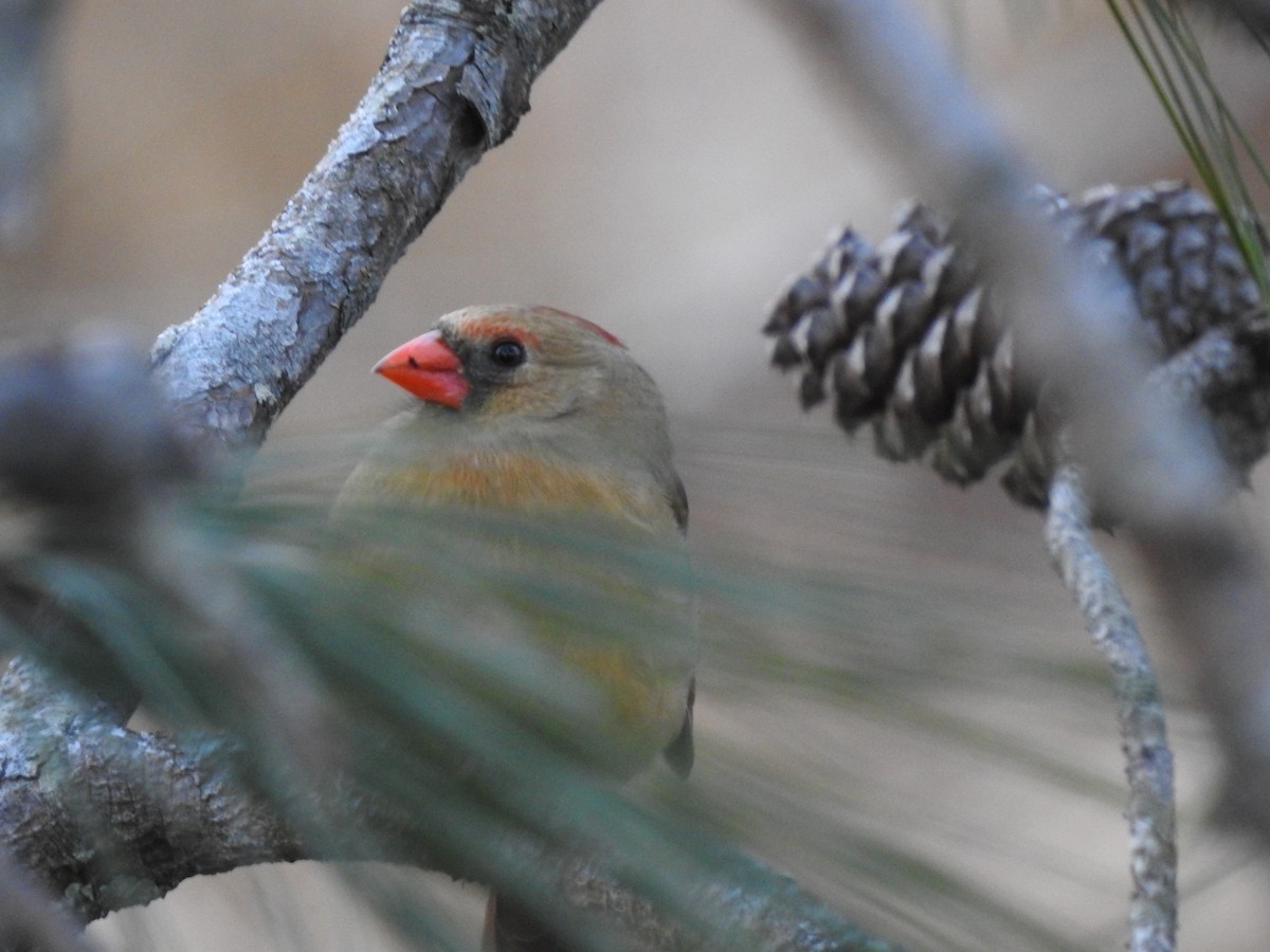 Northern Cardinal - ML516851641