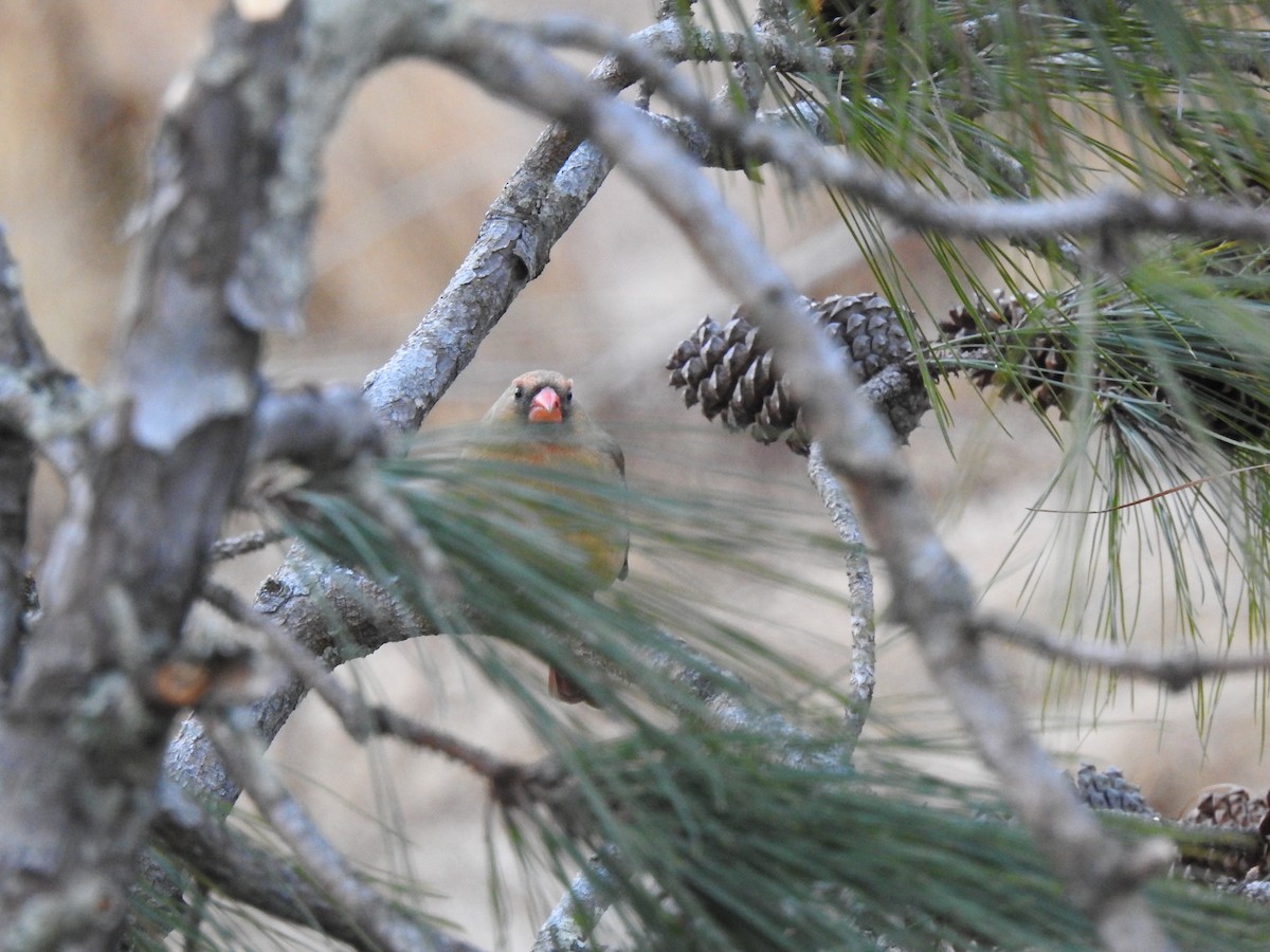 Northern Cardinal - ML516851651